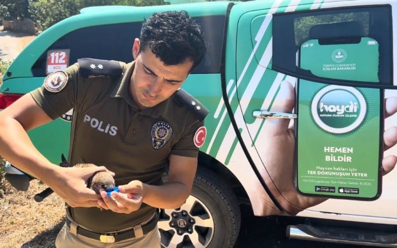 Mersin'de Aşırı Sıcaktan Dolayı Bitkin Düşen ve Ölmek Üzere Olan Kerkenez Kuşu, Polislerin Müdahalesiyle Hayata Döndü