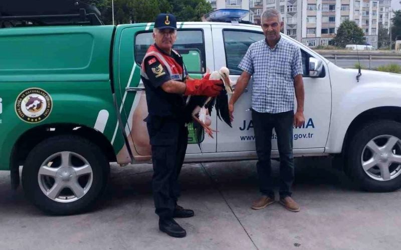 Tekirdağ'da Yaralı Leylek Jandarma Tarafından Koruma Altına Alındı