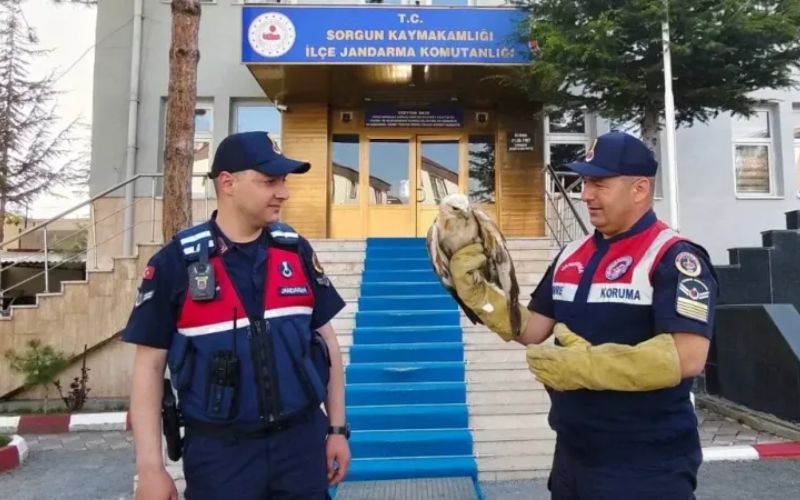 Jandarma Ekiplerinden Doğa Dostu Müdahale